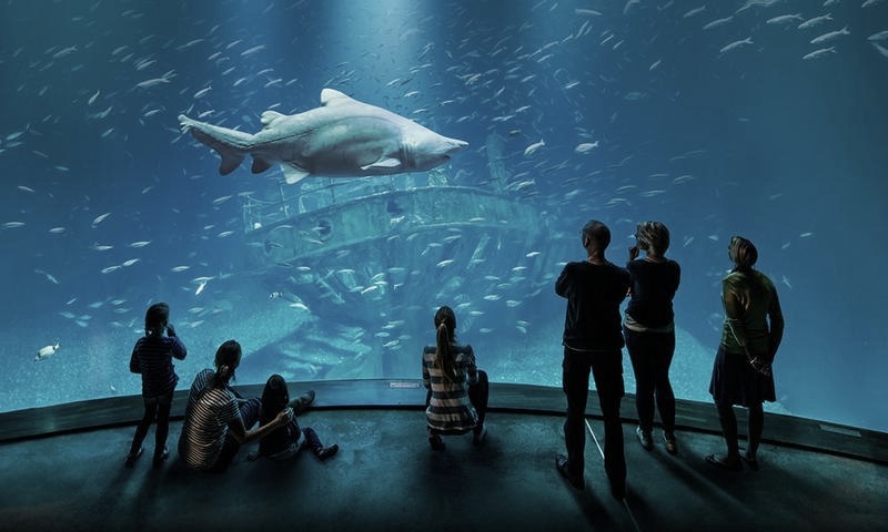 Odkryj magię Ozeaneum w Stralsundzie: Niezapomniane atrakcje na Rugii