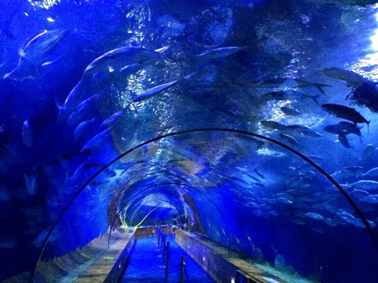 Odkryj niezapomniane atrakcje oceanarium Kreta i tajemnice morskiego świata