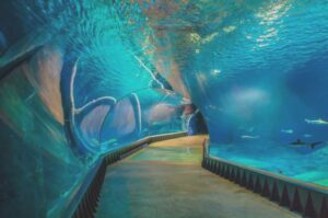 Odkryj tajemnice oceanarium pomorskiego i fascynujący świat morskich stworzeń