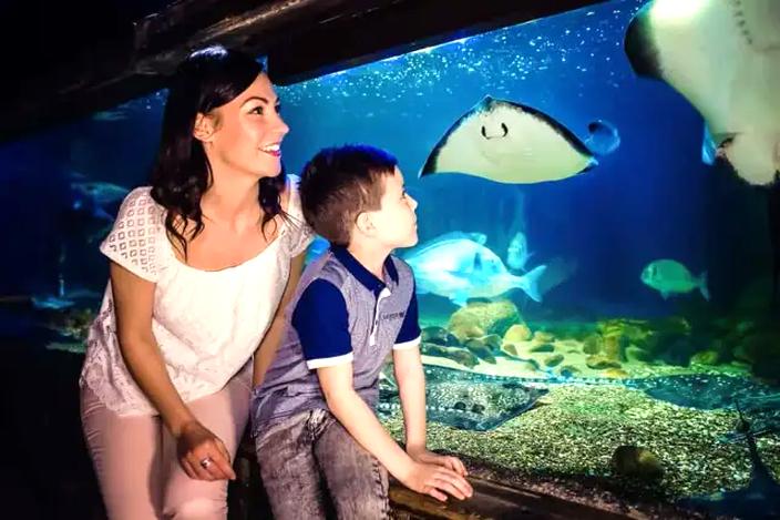 Atrakcje oceanarium Londyn
