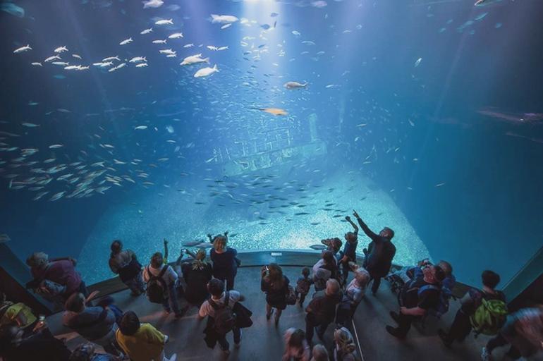 Atrakcje oceanarium