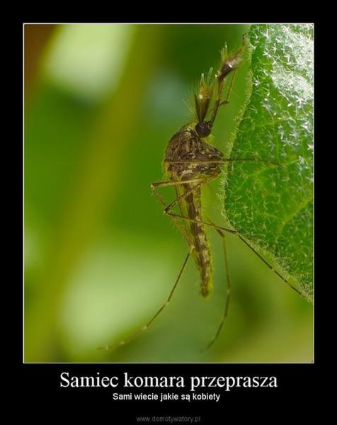 Dieta samca komara