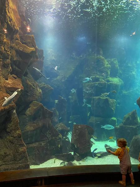 Godziny otwarcia oceanarium