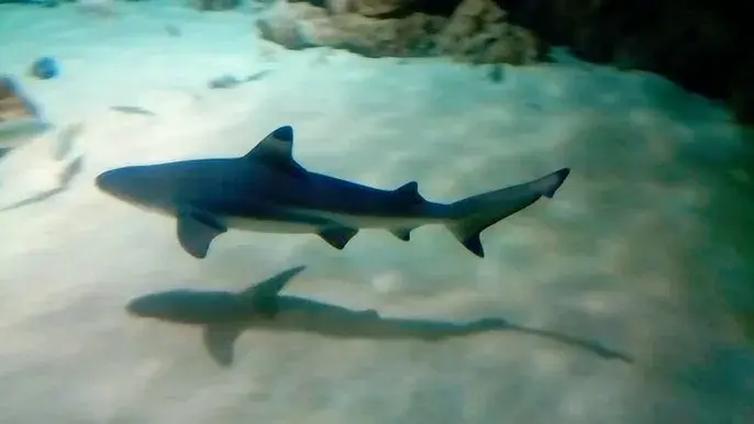 Interaktywne atrakcje oceanarium