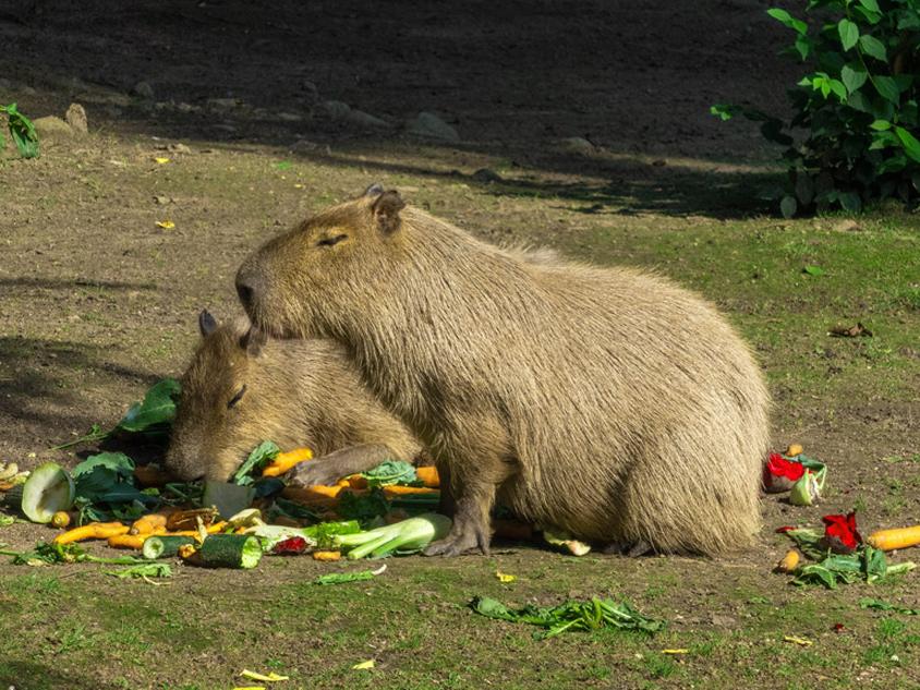 Kapibara dieta