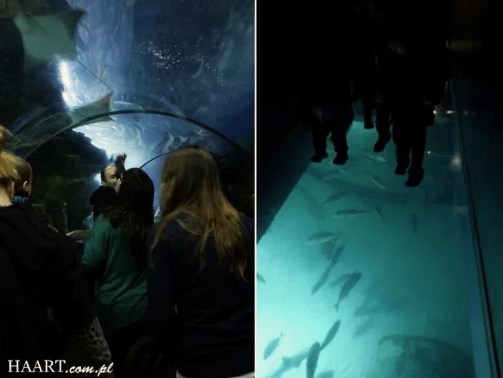 Oceanarium Londyn