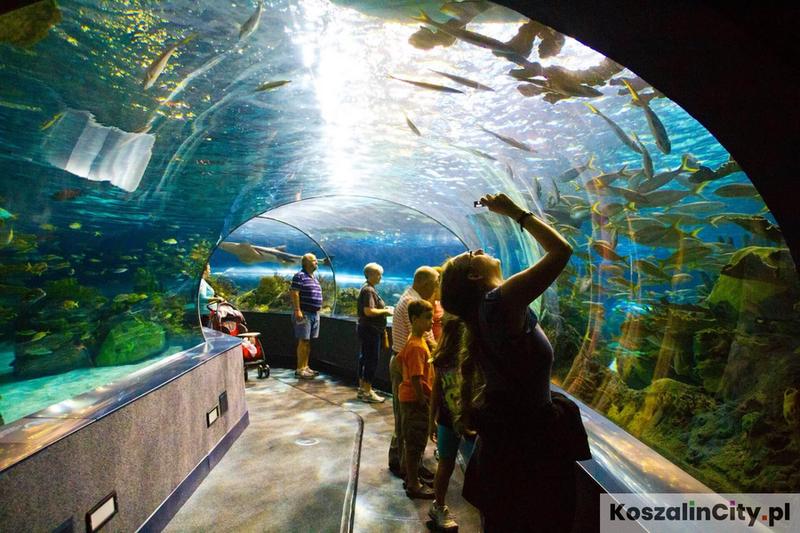 Oceanarium Rewal
