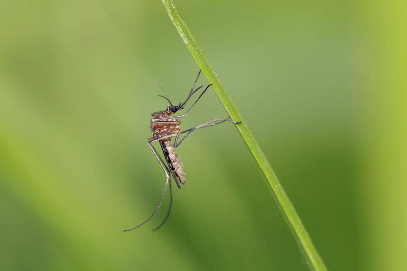 Samiec komara