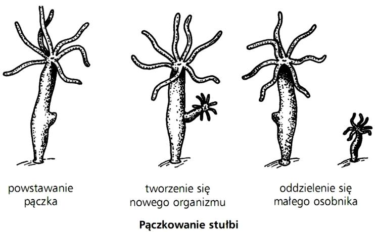 Strategii rozmnażania owadów