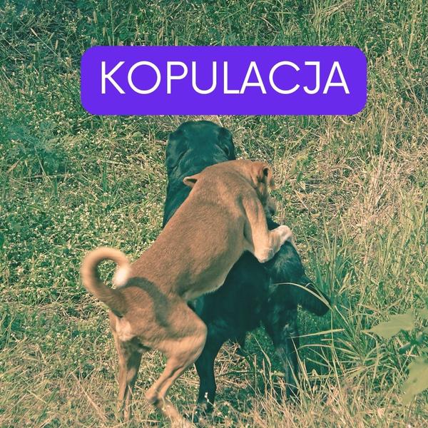 Techniki godowe ptaków