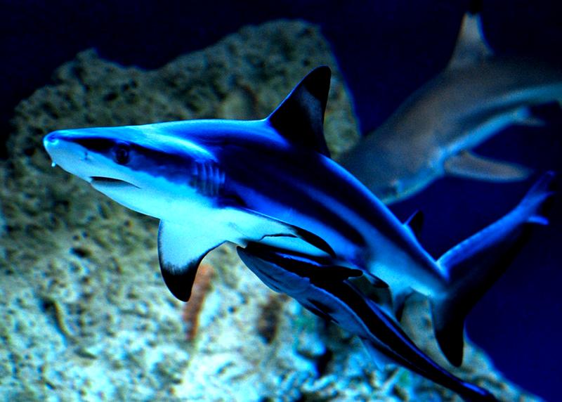 Życie oceaniczne