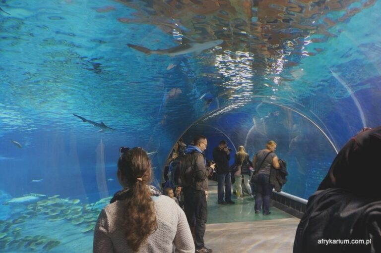 Afrykarium Wrocław – zanurz się w fascynującym świecie morskiego życia i sprawdź godziny otwarcia