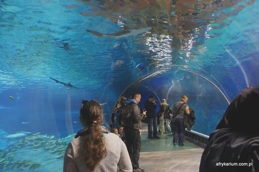 Afrykarium Wrocław – zanurz się w fascynującym świecie morskiego życia i sprawdź godziny otwarcia