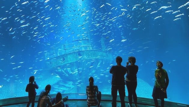 Co stoi na przeszkodzie dużemu oceanarium w Krakowie?