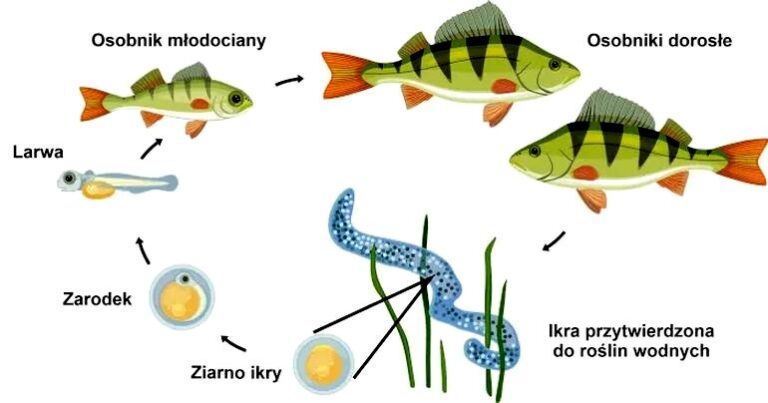 Jak ryby rozmnażają się? Odkryj fascynujące tajemnice ich rozmnażania!