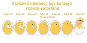Jak skutecznie rozmnażają się kury - odkryj sekrety inkubacji i wychowu piskląt