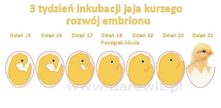 Jak skutecznie rozmnażają się kury – odkryj sekrety inkubacji i wychowu piskląt