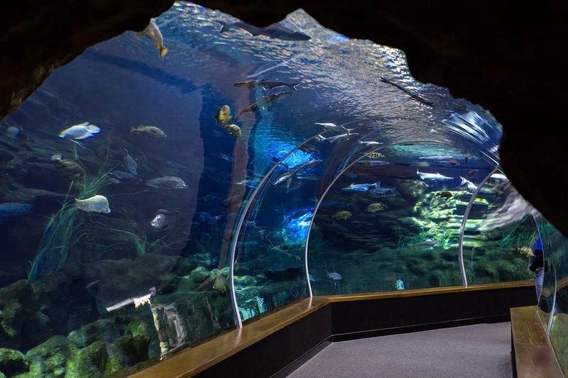Magiczne chwile w Gran Canarii – odkryj atrakcje oceanarium Poema del Mar