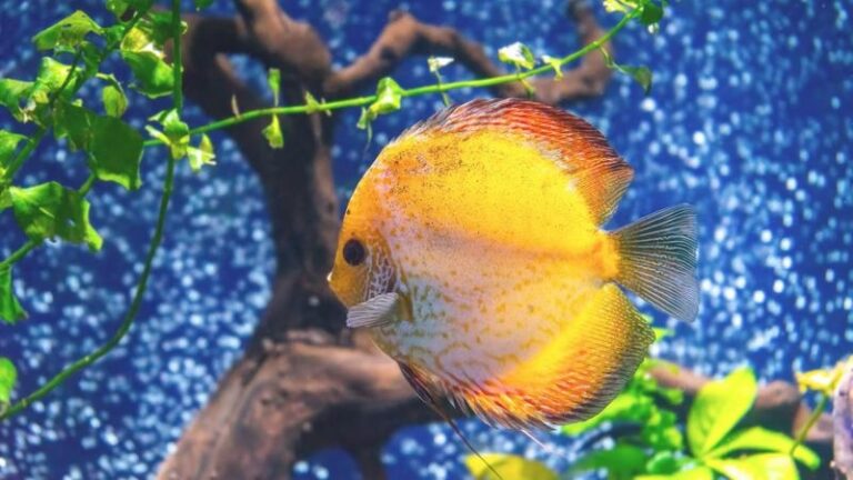 Najciekawsze atrakcje w oceanariach polskich zoo: odkryj niezwykłą faunę mórz