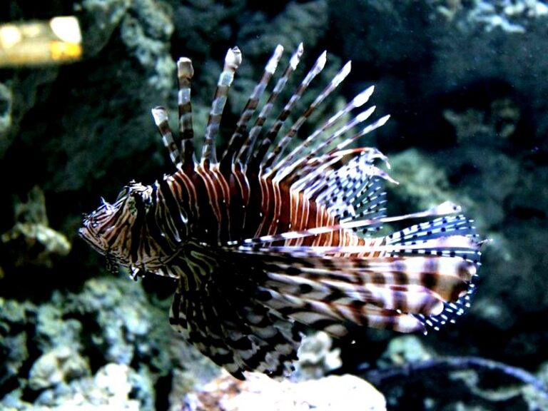 Oceanarium w Łebie – co mówią opinie? Sprawdź, czy warto je odwiedzić!