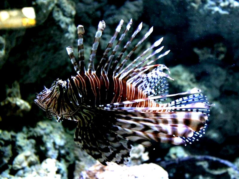 Oceanarium w Łebie – co mówią opinie? Sprawdź, czy warto je odwiedzić!