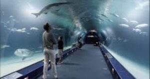 Odkryj fascynujący świat: Godziny otwarcia oceanarium w Kołobrzegu, które warto znać!