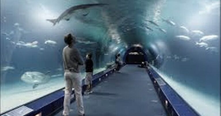 Odkryj fascynujący świat: Godziny otwarcia oceanarium w Kołobrzegu, które warto znać!