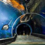 Odkryj komfortowe noclegi w pobliżu oceanarium Wrocław – hotele, które zachwycają