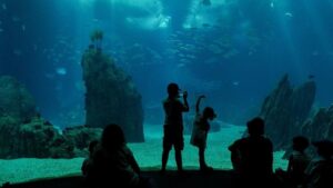Odkryj Oceanarium Lublin: wyjątkowe atrakcje, godziny otwarcia i przystępne ceny biletów