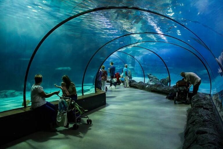 Odkryj urok oceanarium w Toruniu – fascynujące zwierzęta i unikalne atrakcje, które warto znać