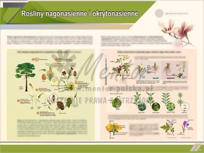 Cykl życia roślin