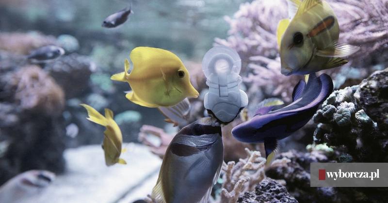 Gatunki ryb w oceanarium