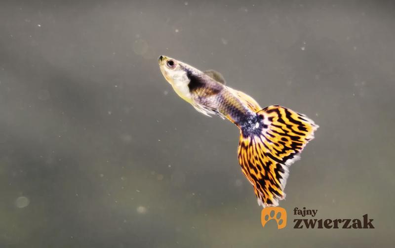 Hodowla gupików