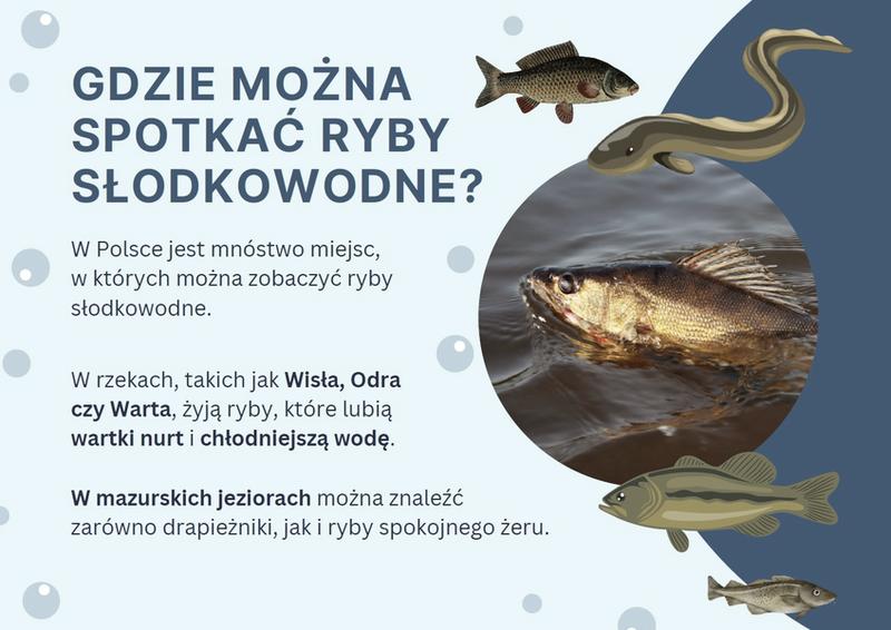 Karpiowate ryby w Polsce