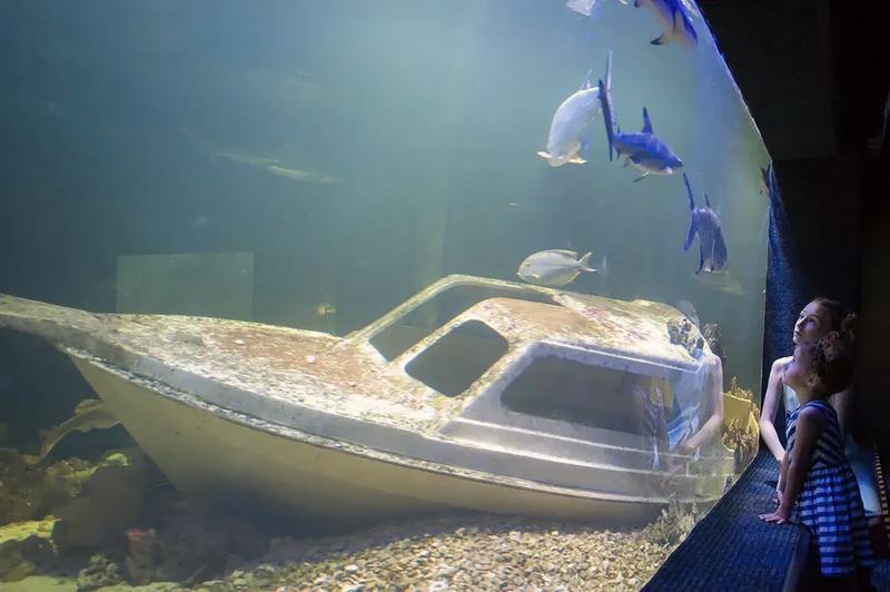 Oceanarium Chrusty