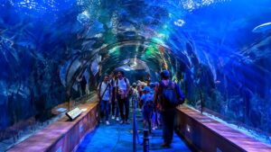 Co warto wiedzieć przed wizytą w oceanarium w Walencji?