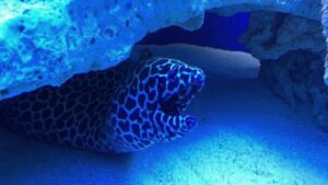 Odkryj fascynujący świat Oceanarium Chrusty: Niezapomniane atrakcje i niezwykłe gatunki ryb