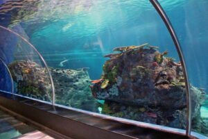 Przewodnik po najlepszych oceanariach w Danii i atrakcjach, które musisz zobaczyć